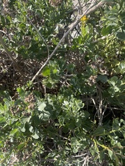 Senecio halimifolius