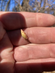 Rhododendron viscosum