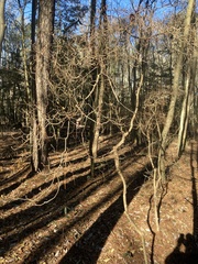 Rhododendron viscosum