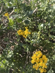 Senecio halimifolius