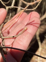 Rhododendron viscosum
