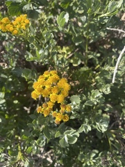 Senecio halimifolius