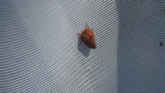 Iassus lanio