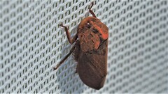 Iassus lanio