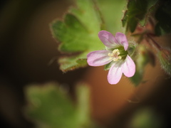 Geranium rotundifolium