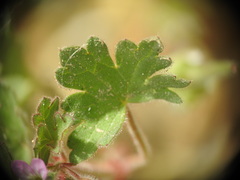 Geranium rotundifolium