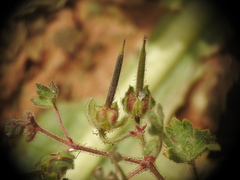 Geranium rotundifolium