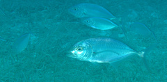 Caranx ruber