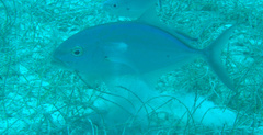 Caranx ruber