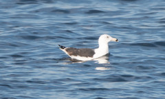 Larus marinus