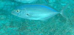 Caranx ruber