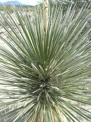 Yucca elata