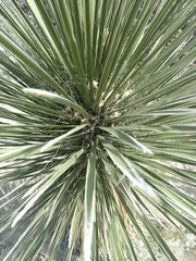 Yucca elata