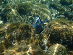 Acanthurus sohal