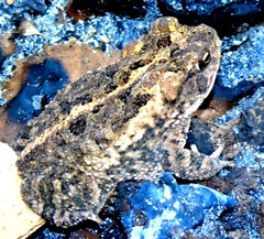 Incilius mazatlanensis