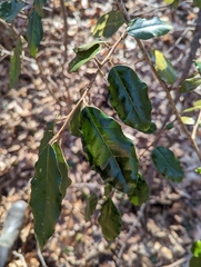Elaeagnus pungens