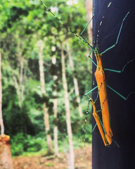 Tithonophasma tithonus