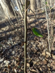 Elaeagnus pungens