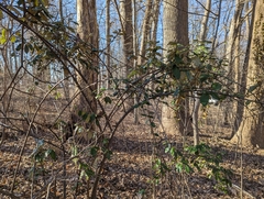 Elaeagnus pungens