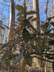 Elaeagnus pungens