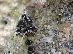 Echinolittorina