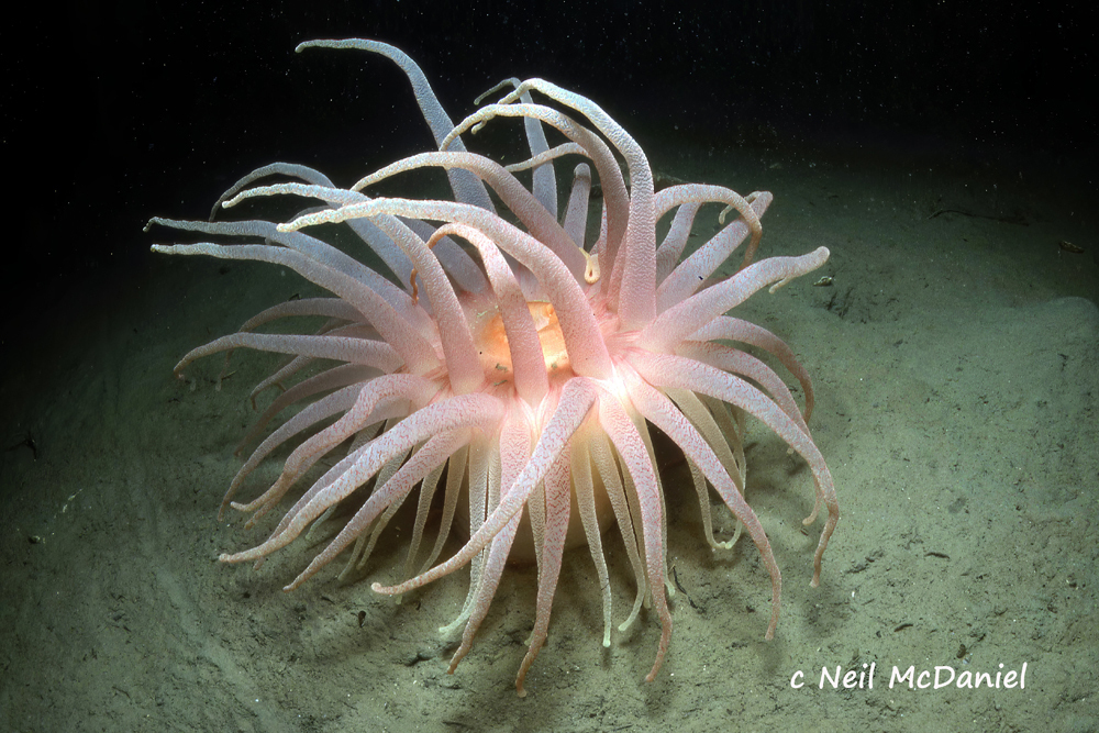 Crimson Anemone