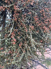 Phoradendron californicum