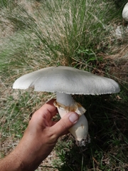 Macrolepiota zeyheri