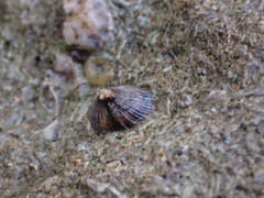 Siphonaria naufragum