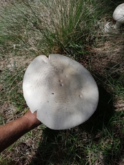 Macrolepiota zeyheri