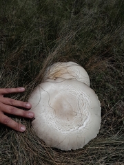 Macrolepiota zeyheri