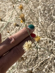 Bebbia juncea