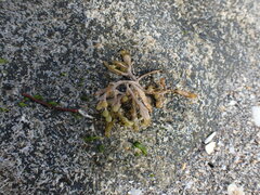 Sargassum fluitans