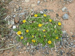 Anthemis rigida