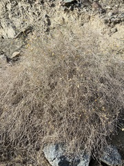 Bebbia juncea