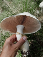 Macrolepiota zeyheri