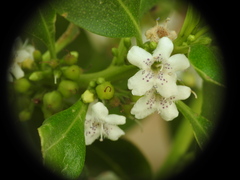 Myoporum tenuifolium