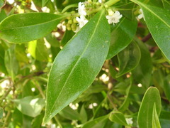 Myoporum tenuifolium