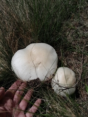 Macrolepiota zeyheri