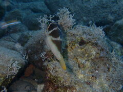 Canthigaster cyanospilota