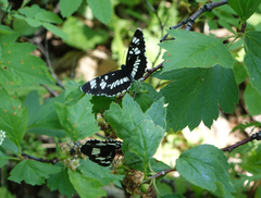 Neptis rivularis