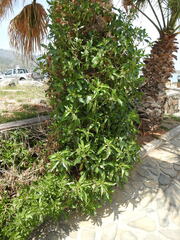 Myoporum tenuifolium
