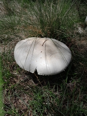 Macrolepiota zeyheri