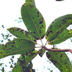 Phacidiopycnis washingtonensis