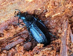Carabus arvensis