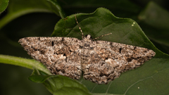 Hypomecis externaria