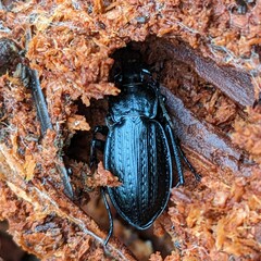 Carabus arvensis