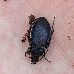 Carabus arvensis