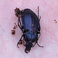 Carabus arvensis