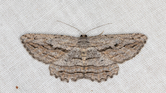 Scioglyptis loxographa